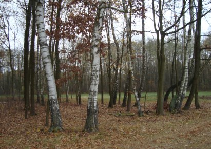 działka na sprzedaż - Radziejowice, Adamów-Parcel