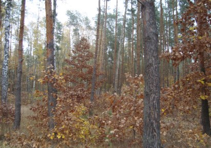 działka na sprzedaż - Żabia Wola, Ojrzanów