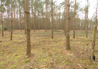 działka na sprzedaż - Żabia Wola, Wycinki Osowskie